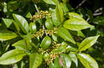 Lanceleaf buckthorn